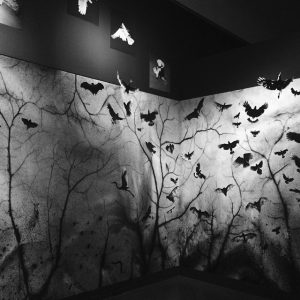 Trent Parke, 'The Black Rose' exhibition, installation view, AGSA