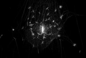 Trent Parke, 'Spider Web, South West Rocks, New South Wales', (2003)